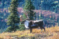 Carabou bull,Denali,.JPG (194533 bytes)