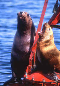 Seal lions-bell.JPG (77669 bytes)
