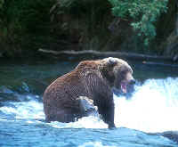 bear-Brooks Rv.JPG (86167 bytes)