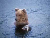 bear,Brooks Rv.JPG (106035 bytes)