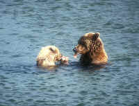 bear & cub,Brooks.JPG (133673 bytes)