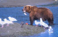bear fish.JPG (111649 bytes)